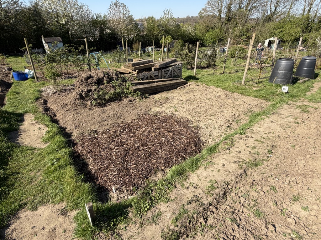 6B_Asparagus (3)