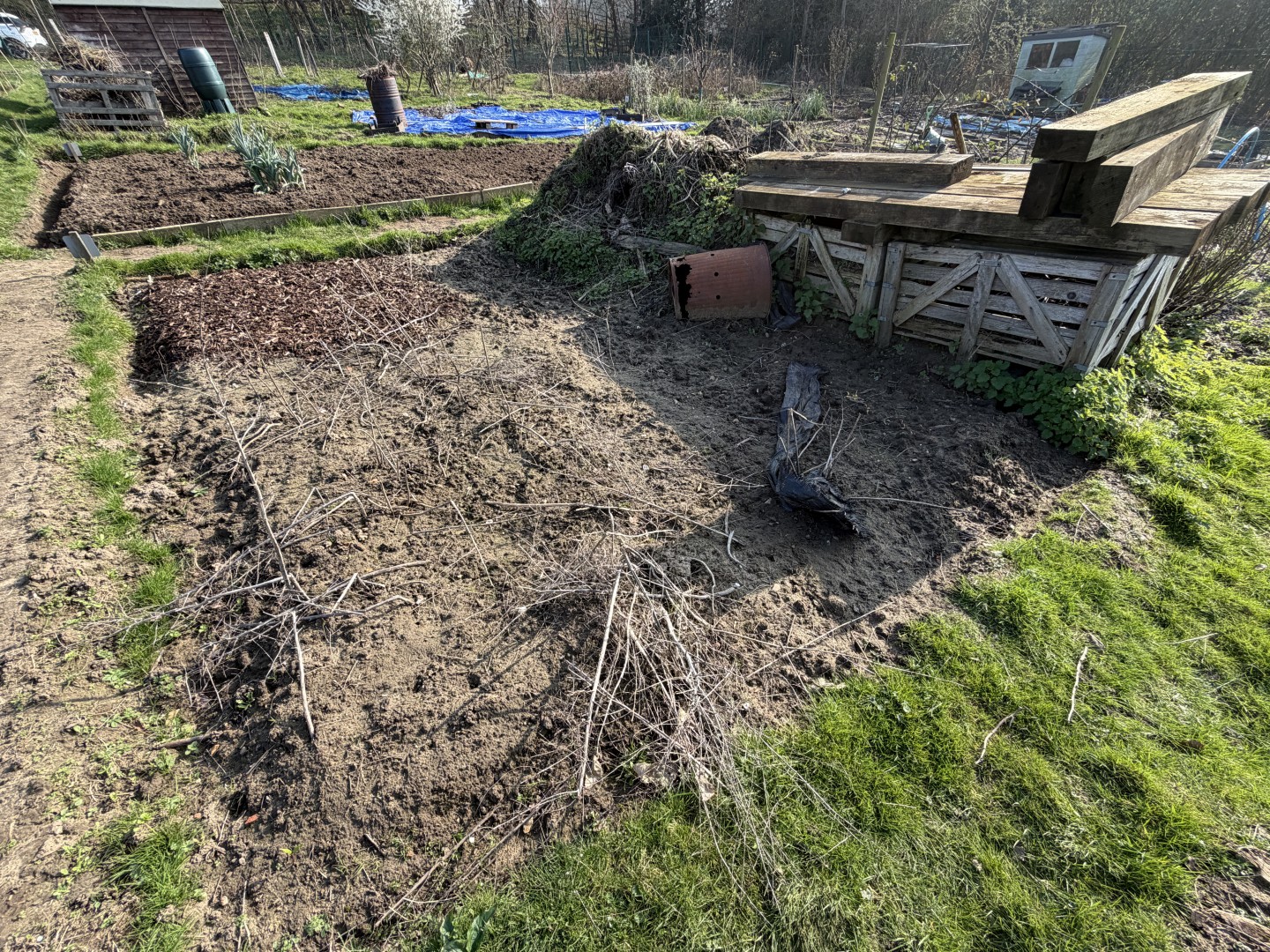 6B_Asparagus_Before